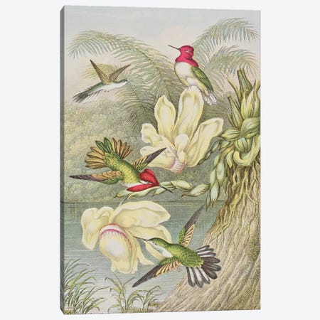 Humming birds among tropical flowers  Canvas Print #BMN1178} by English School Canvas Wall Art
