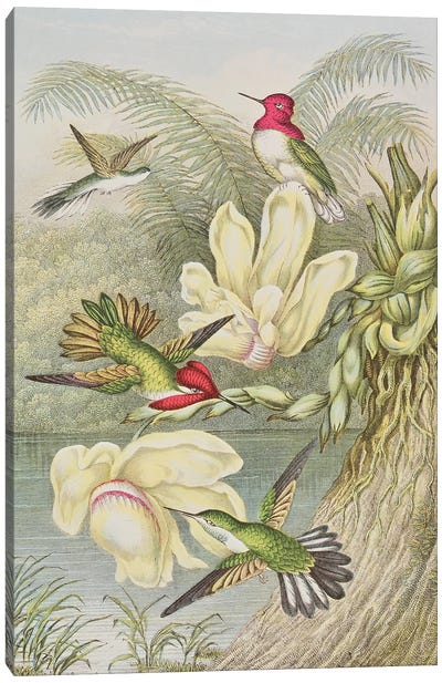 Humming birds among tropical flowers  Canvas Art Print