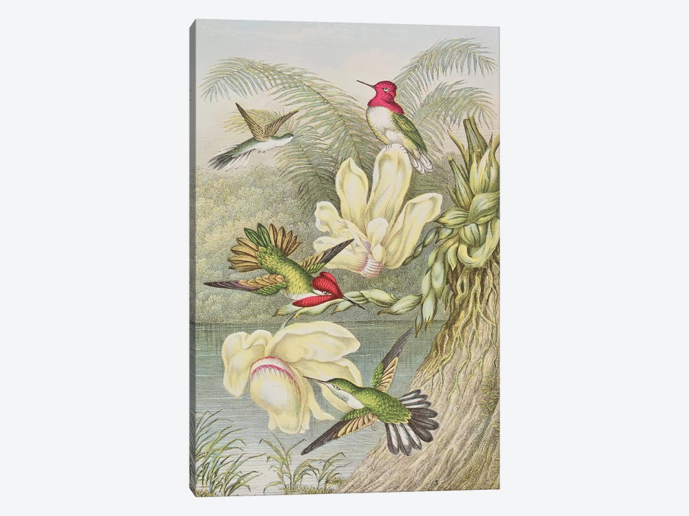 Humming birds among tropical flowers  by English School 1-piece Canvas Print