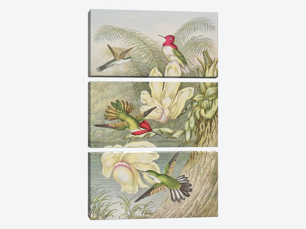 Humming birds among tropical flowers  by English School 3-piece Art Print