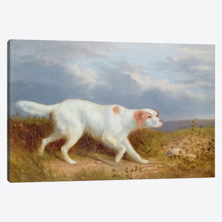 A Setter on the Moor Canvas Print #BMN1251} by Philip Reinagle Canvas Print