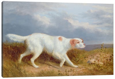 A Setter on the Moor Canvas Art Print