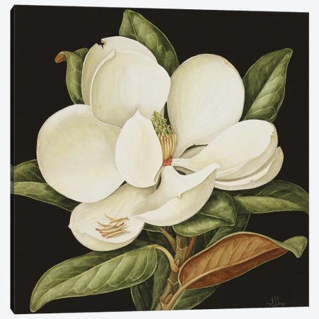 Magnolia Grandiflora, 2003 Canvas Print #BMN12670} by Jenny Barron Canvas Print