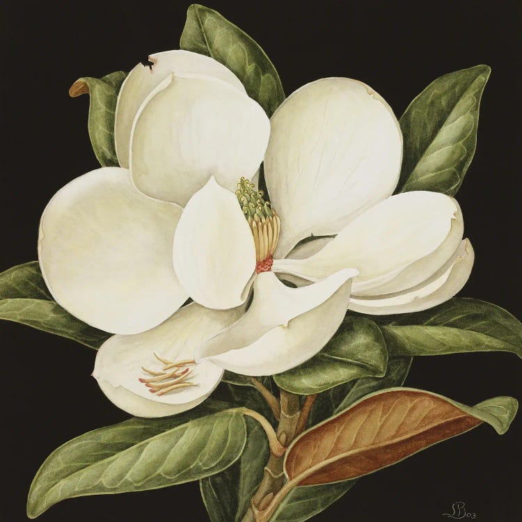 Magnolia Grandiflora, 2003