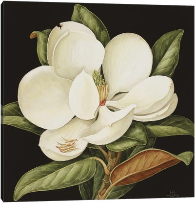 Magnolia Grandiflora, 2003 Canvas Art Print - Floral Close-Up Art