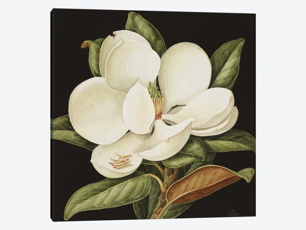 Magnolia Grandiflora, 2003 by Jenny Barron 1-piece Canvas Art Print