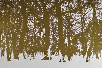 Trees Of Life, 2017 by Angus Hampel art print