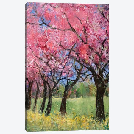 Cherry Blossom In The Meadow, 2022 Canvas Print #BMN13089} by Ann Oram Canvas Art Print
