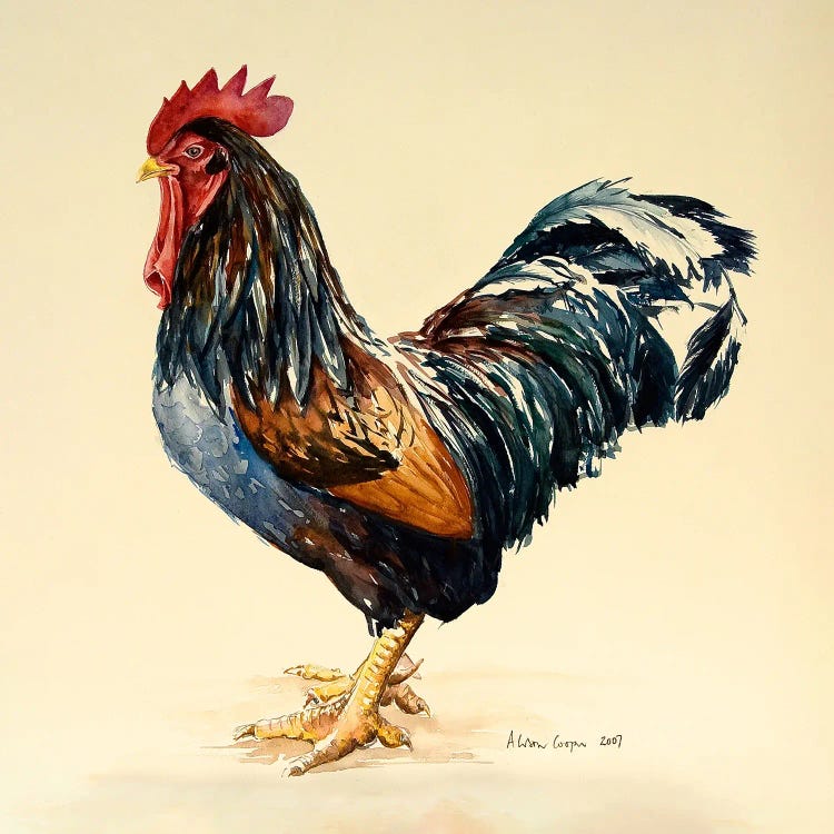 George's Cockerel, 2007