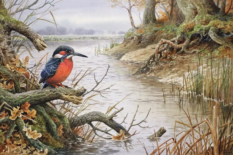 Kingfisher I by Carl Donner wall art