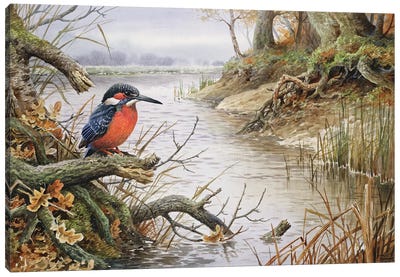 Kingfisher I Canvas Art Print - Kingfisher Art
