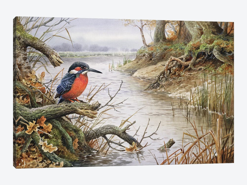 Kingfisher I by Carl Donner 1-piece Art Print