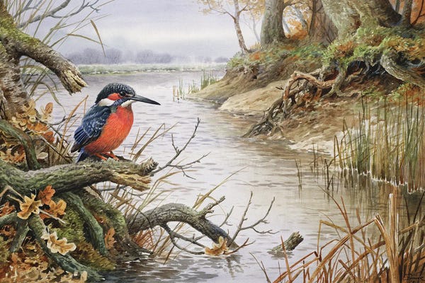 Kingfishers: Kingfisher I by Carl Donner