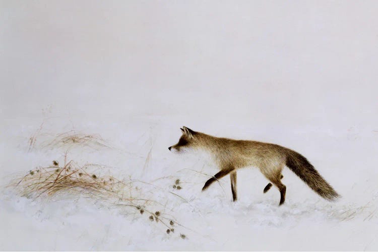 Fox In Snow