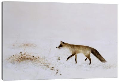 Fox In Snow Canvas Art Print