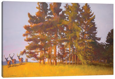View From The Cabin Canvas Art Print