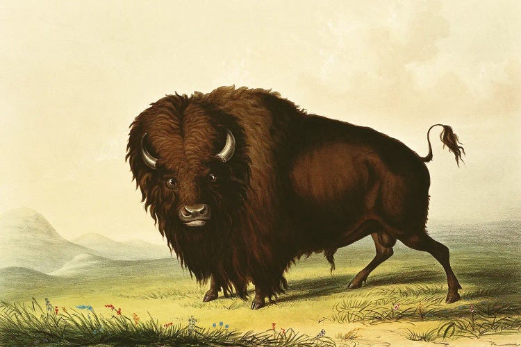 A Bison