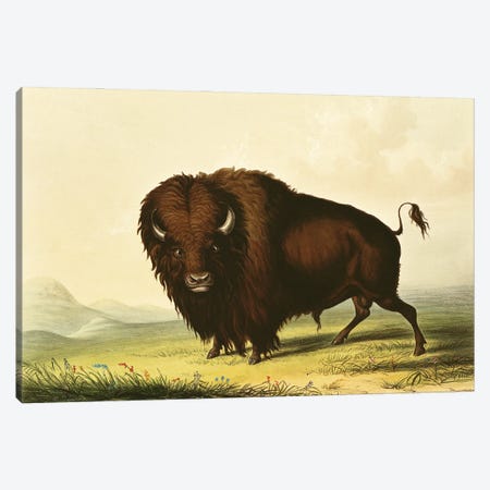 A Bison Canvas Print #BMN13469} by George Catlin Art Print