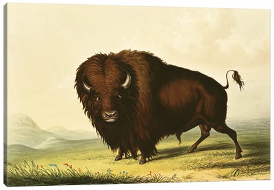 A Bison Canvas Art Print - George Catlin