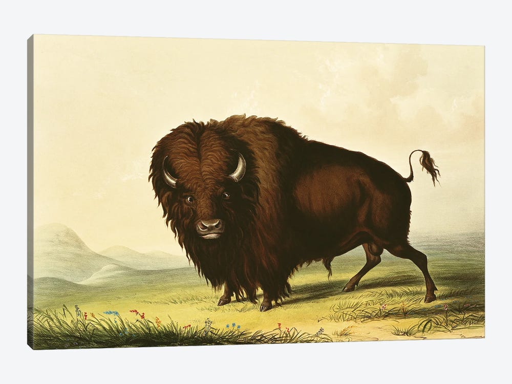 A Bison by George Catlin 1-piece Canvas Art