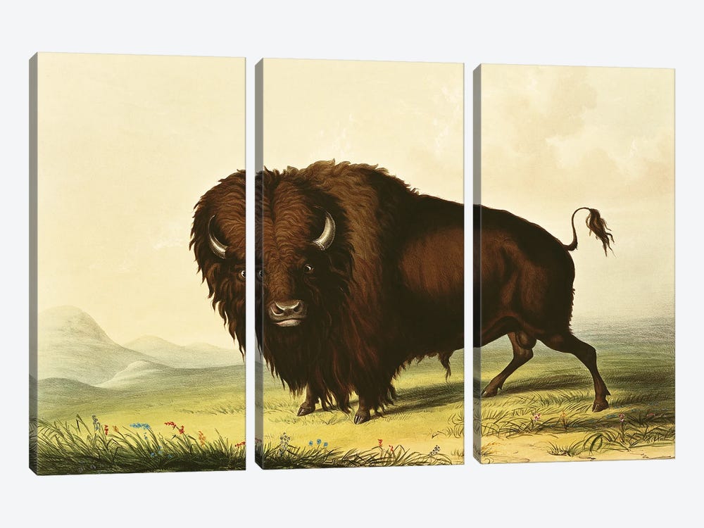 A Bison by George Catlin 3-piece Canvas Art