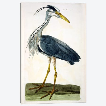 The Heron  Canvas Print #BMN1431} by Peter Paillou Canvas Art Print