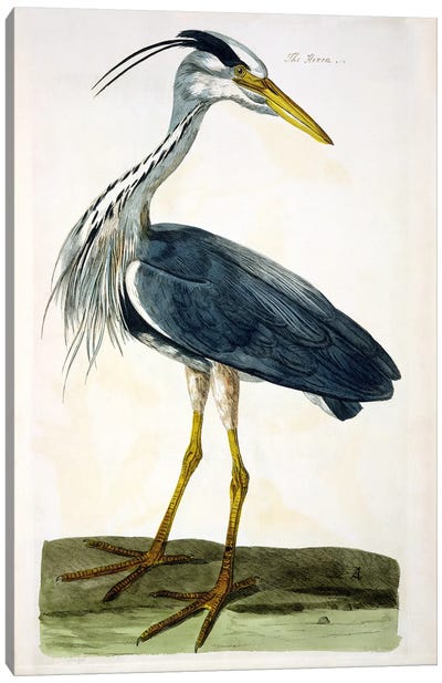 The Heron  Canvas Art Print