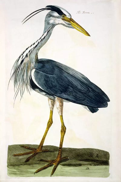 Animal Illustrations: The Heron  by Peter Paillou