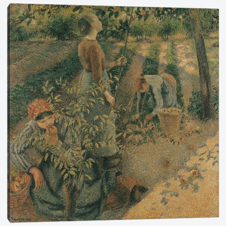 The Apple Pickers, 1886  Canvas Print #BMN1535} by Camille Pissarro Canvas Print