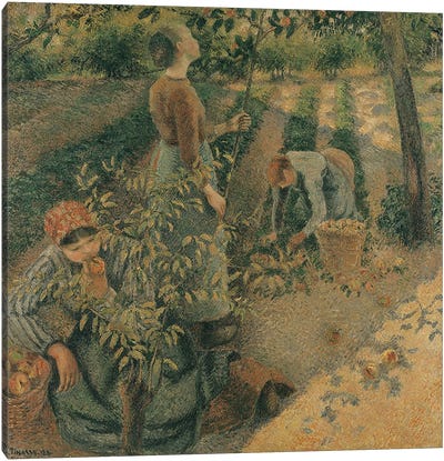 The Apple Pickers, 1886  Canvas Art Print - Camille Pissarro