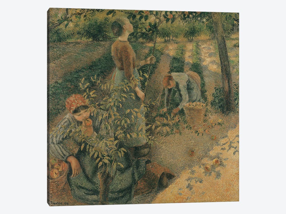 The Apple Pickers, 1886  by Camille Pissarro 1-piece Canvas Print
