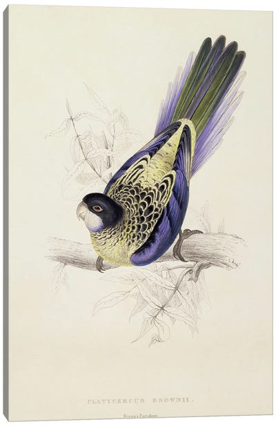 Platycercus Brownii, or Brown's Parakeet  Canvas Art Print