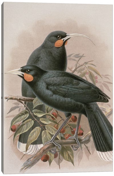 Huia, illustration from 'A History of the Birds of New Zealand' by W.L. Buller, 1887-88  Canvas Art Print