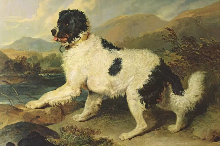 Newfoundland Dog Called Lion, 1824 