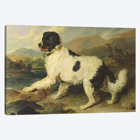 Newfoundland Dog Called Lion, 1824  Canvas Print #BMN1955} by Sir Edwin Landseer Canvas Art Print