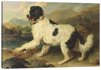 Newfoundland Dog Called Lion, 1824  Canvas Art Print