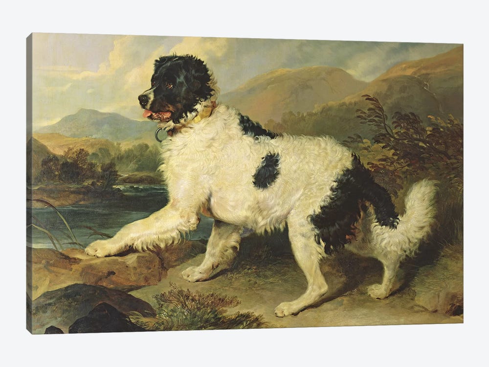 Newfoundland Dog Called Lion, 1824  by Sir Edwin Landseer 1-piece Canvas Print