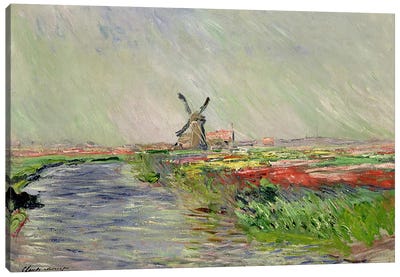 Tulip Field in Holland  Canvas Art Print - Field, Grassland & Meadow Art