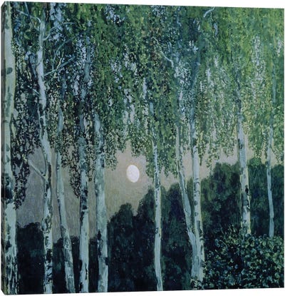 Birch Trees  Canvas Art Print