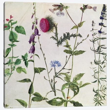 Eight Studies of Wild Flowers  Canvas Print #BMN2002} by Albrecht Dürer Canvas Artwork