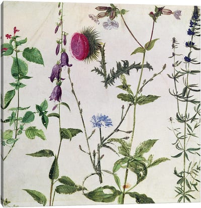 Eight Studies of Wild Flowers  Canvas Art Print - Albrecht Durer