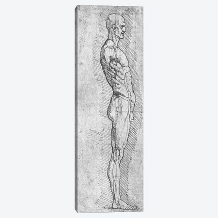 Anatomical Study  Canvas Print #BMN2016} by Leonardo da Vinci Canvas Artwork