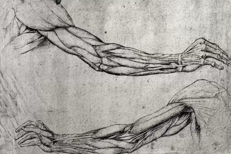 Study of Arms 