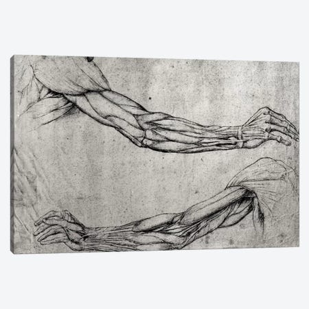 Study of Arms  Canvas Print #BMN2057} by Leonardo da Vinci Canvas Art