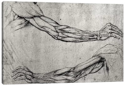 Study of Arms  Canvas Art Print - Leonardo da Vinci