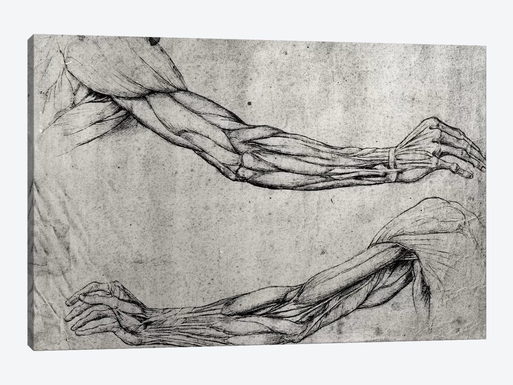 Study of Arms  by Leonardo da Vinci 1-piece Canvas Print
