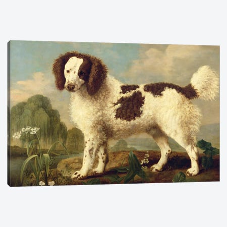 Brown and White Norfolk or Water Spaniel, 1778  Canvas Print #BMN2060} by George Stubbs Canvas Wall Art