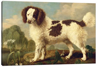 Brown and White Norfolk or Water Spaniel, 1778  Canvas Art Print