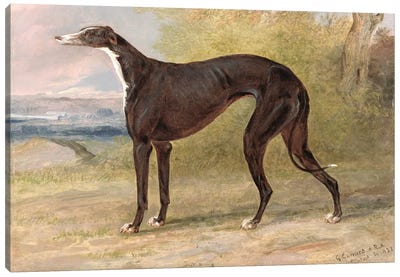 One of George Lane Fox's Winning Greyhounds: the Black and White Greyhound Bitch, Juno, also known as Elizabeth, 1822  Canvas Art Print