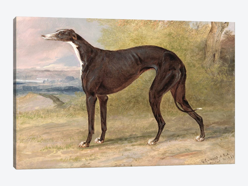 One of George Lane Fox's Winning Greyhounds: the Black and White Greyhound Bitch, Juno, also known as Elizabeth, 1822  1-piece Art Print